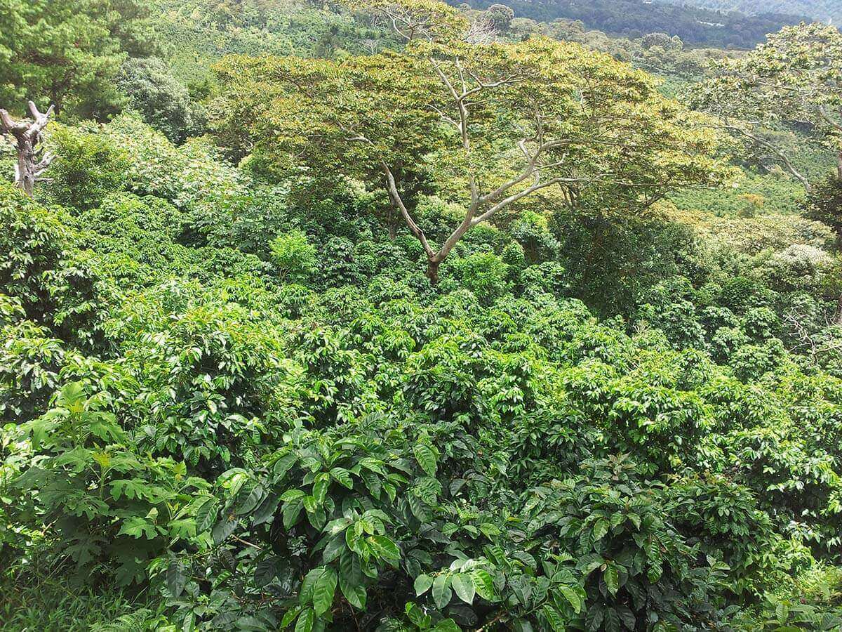 Utsikt västerut på Kotowa Duncans kaffeodling Panama
