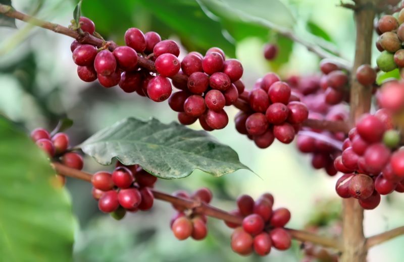 hur odlas kaffebönorna
